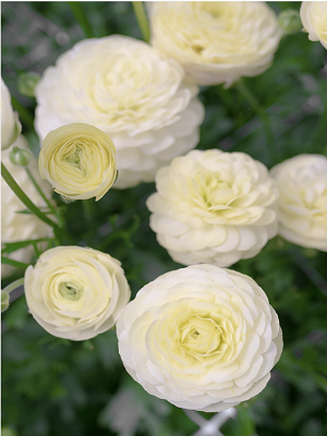 RANUNCULUS Cream